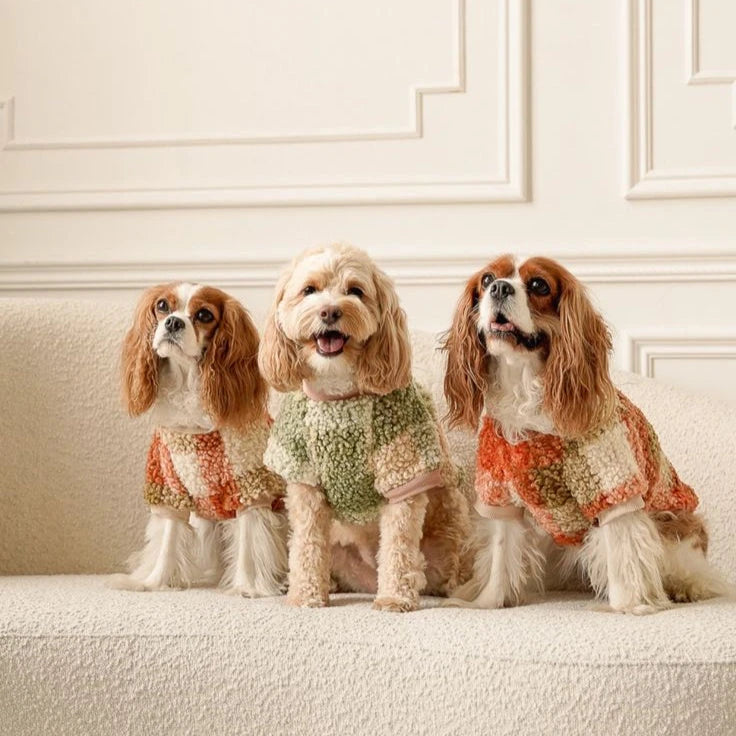 Three dogs in cozy patchwork sweaters sitting on a cream sofa in an elegant room.